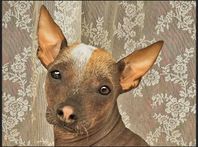Xoloitzcuintle