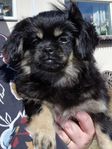 Tibetansk spaniel 