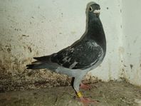 Brevduvor 
