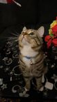 Katt