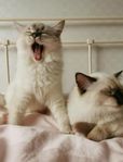 2 st Ragdoll katter