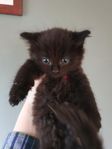 maine coon blandis