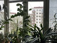 98 m2 ovanför Götaplatsen centralt i Göteborg