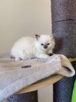 ragdoll kattunge