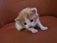 fina mainecoonkorsningar