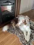 Australian Shepherd