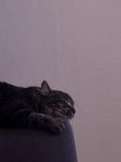 Kattungar 