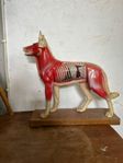 Anatomisk hundmodell Akup