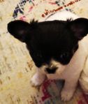 Renrasig chihuahua