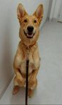 Omplacering 4:årig schäfer/dobberman/malinois