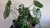 Stor Monstera inkl. kruka