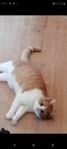kattunge 10 månader 