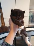 norskskogskatt/ maincoon 
