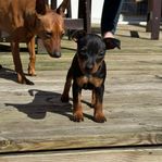 Dvärgpinscher
