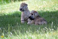Irish Softcoated Wheaten Terrier