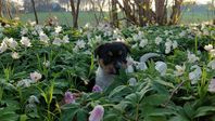 Jack russell terrier valp