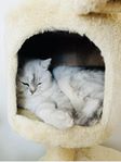 Brittisk korthårig katt 