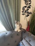 katt