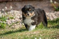 Australian Shepherd hanvalp med stamtavla