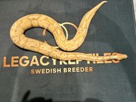 Kungspyton - Banana het Pied