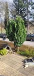 Ädelcypress 5 m hög 