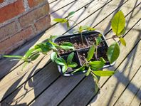 Hoya/Porslinsblomma 
