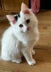 långhårig kattunge