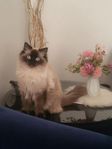 Ragdoll