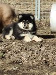 Finsk lapphund valp hane