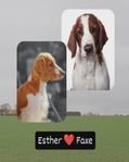 Welsh springer spaniel valpar