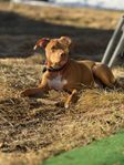 amstaff tik 5 månader AKUT OMPLACERING!