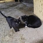 Kattkompisar