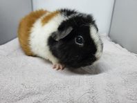 trevliga teddy honor 