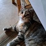 main coon/bondkatt