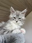 Maine coon hane
