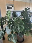 stor monstera i kruka