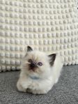 Ragdoll kattungar med stamtavla i Sverak.