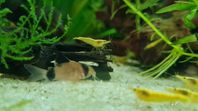 Grupp av 6 unga corydoras panda