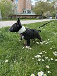 Miniatyr Bullterrier valp SKK reg.