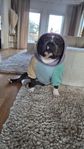 Mano American Bully 