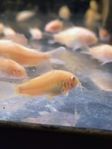 corydoras aeneus albino