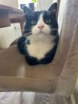 Whiskas