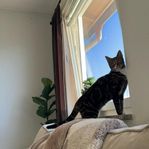 honkatt 