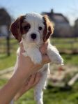 cavalier king Charles spaniel 