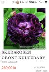 Ros ”skedarosen” ca 150 cm hög