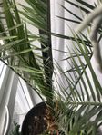palm