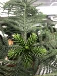 rumsgran Araucaria heterophylla