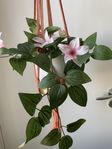 Macrame Plant Holder April B