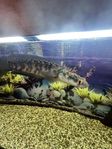 Channa Marulioides Red Barito