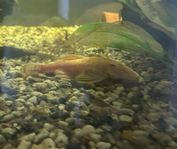 Fisk och snäckor 